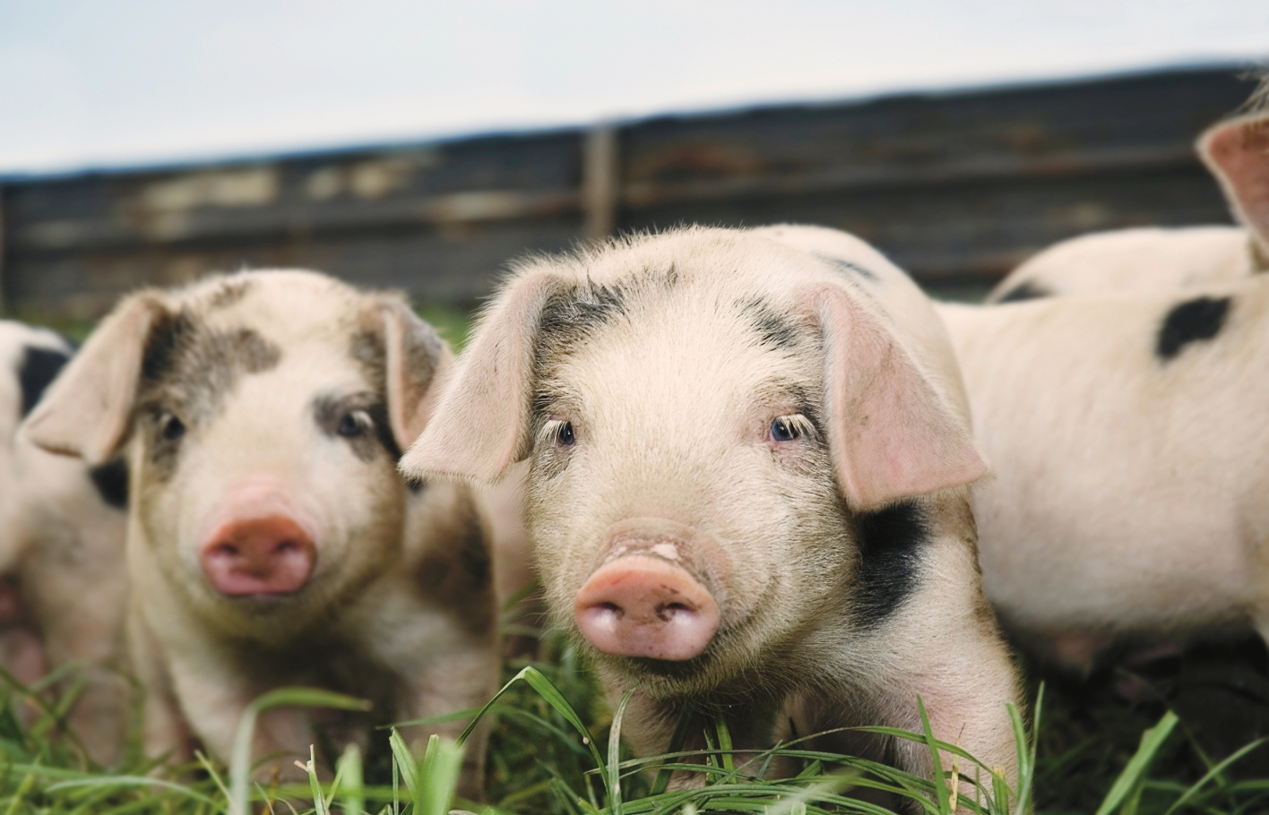 Schweizer Tierschutz STS fordert konsequente Stärkung des Tierwohls in der Agrarpolitik 2030+