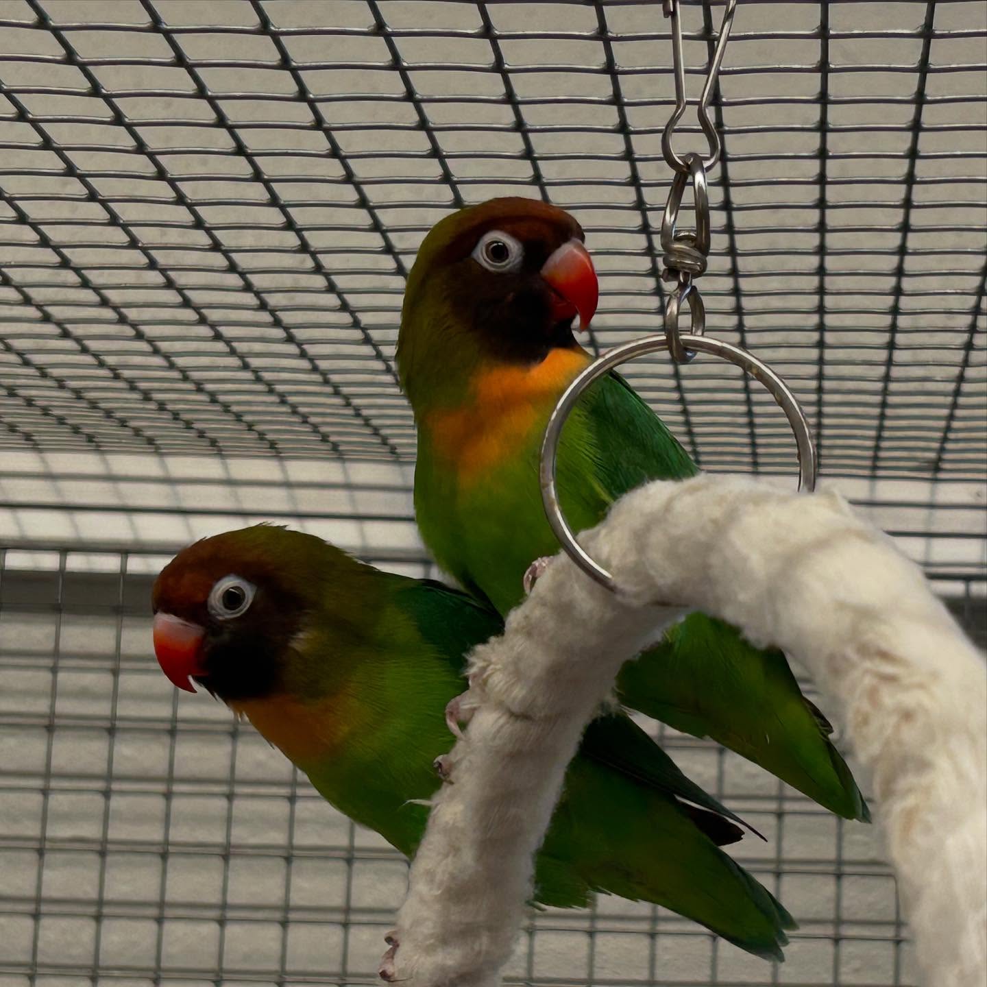 Unsere beiden Agapornieden