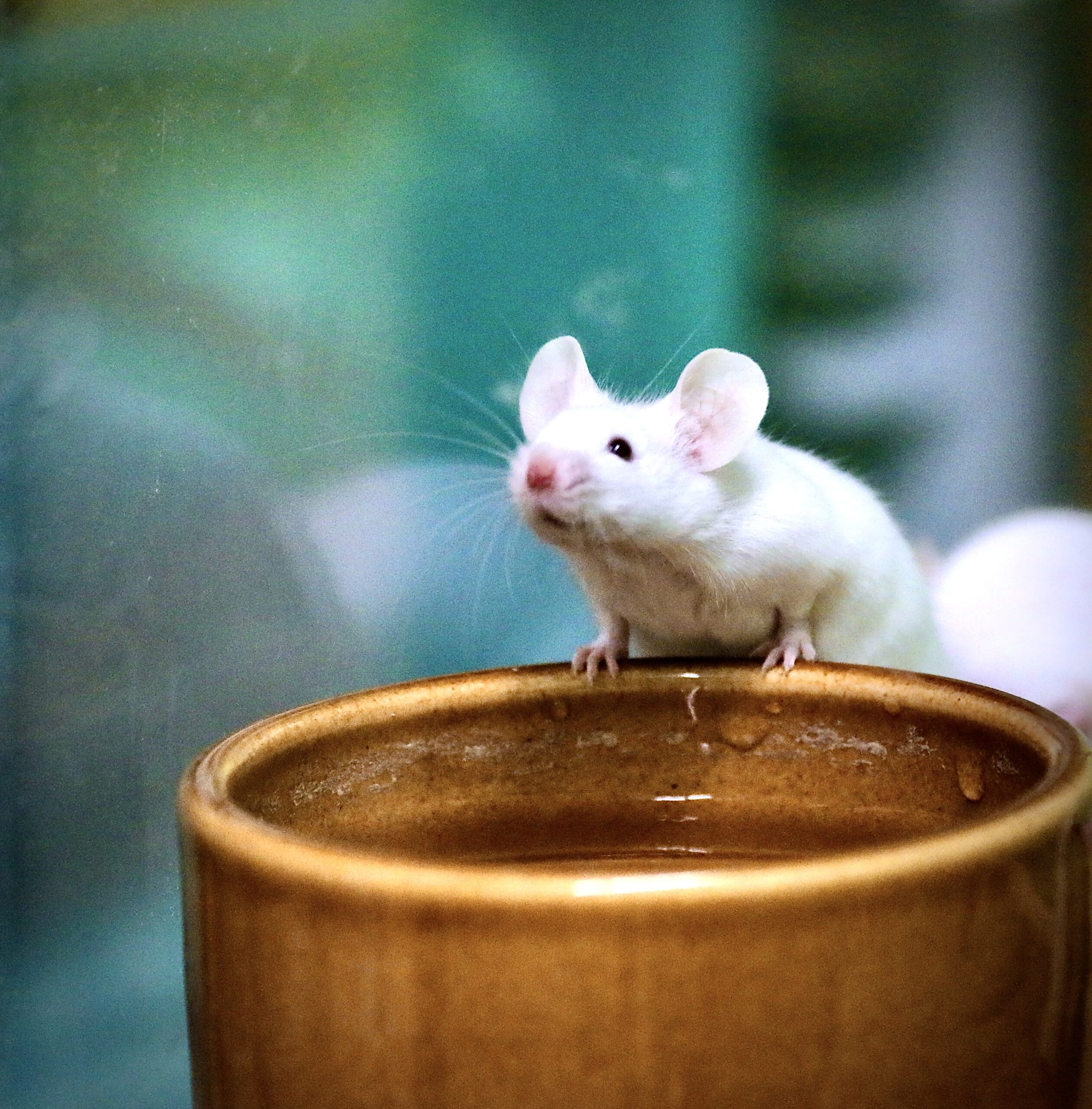 Ehemalige Labormäuse