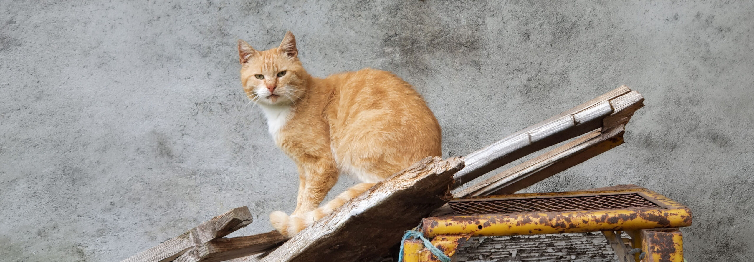 EU führt Chip- und Registrierungspflicht für Katzen ein – ein wichtiger Schritt mit Signalwirkung für die Schweiz